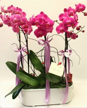 Beyaz seramik ierisinde 4 dall orkide  Sakarya iek online iek siparii 