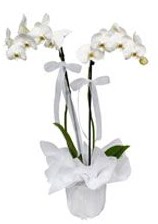 2 dall beyaz orkide  Sakarya internetten iek sat 