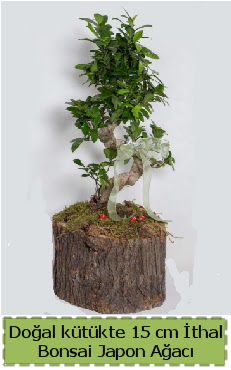 Doal ktkte thal bonsai japon aac  Sakarya uluslararas iek gnderme 