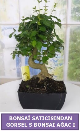 S dal erilii bonsai japon aac  Sakarya anneler gn iek yolla 