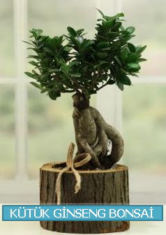 Kütük ağaç içerisinde ginseng bonsai  Sakarya cicek , cicekci 