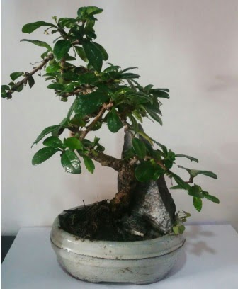 S eklinde ithal bonsai aac  Sakarya cicekciler , cicek siparisi 