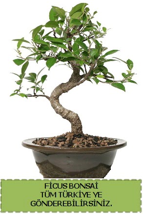 Ficus bonsai  Sakarya cicek , cicekci 