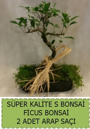 Ficus S Bonsai ve arap saçı  Sakarya 14 şubat sevgililer günü çiçek 