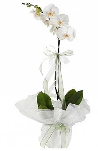 Tekli Beyaz Orkide  Sakarya iek servisi , ieki adresleri 