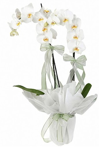 ift Dall Beyaz Orkide  Sakarya iek sat 