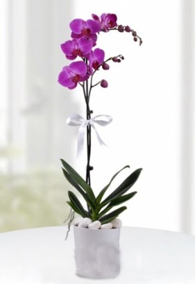 Tek dall saksda mor orkide iei  Sakarya yurtii ve yurtd iek siparii 