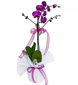 Tek dall saksda ithal mor orkide iei  Sakarya yurtii ve yurtd iek siparii 