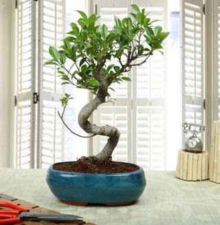 Amazing Bonsai Ficus S thal  Sakarya online ieki , iek siparii 