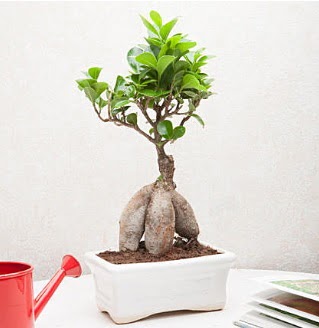 Exotic Ficus Bonsai ginseng  Sakarya hediye iek yolla 