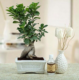 Ginseng ficus bonsai  Sakarya yurtii ve yurtd iek siparii 