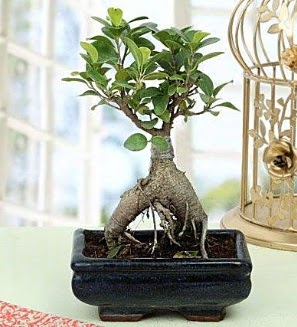 Appealing Ficus Ginseng Bonsai  Sakarya çiçek satışı 