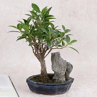 Japon aac Evergreen Ficus Bonsai  Sakarya cicek , cicekci 