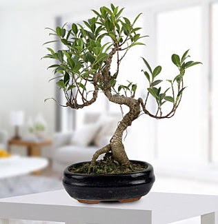Gorgeous Ficus S shaped japon bonsai  Sakarya iekiler 