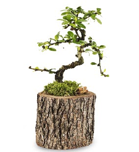 Doğal kütükte S bonsai ağacı  Sakarya anneler günü çiçek yolla 