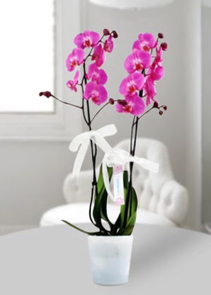 Çift dallı mor orkide  Sakarya yurtiçi ve yurtdışı çiçek siparişi 