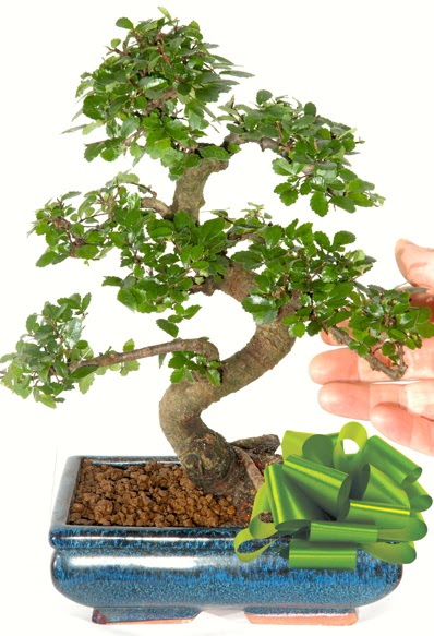 Yaklak 25 cm boyutlarnda S bonsai  Sakarya kaliteli taze ve ucuz iekler 
