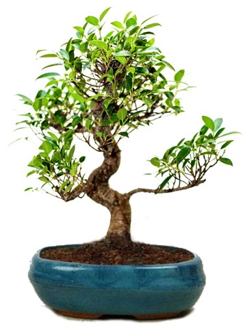25 cm ile 30 cm aralığında Ficus S bonsai  Sakarya cicek , cicekci 