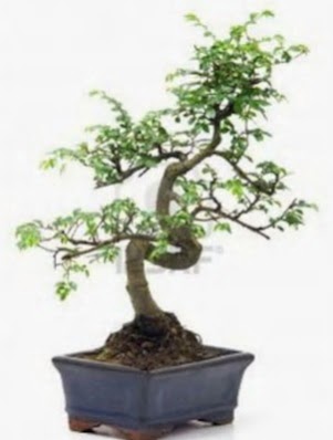 S gvde bonsai minyatr aa japon aac  Sakarya anneler gn iek yolla 