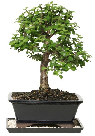 15 cm civar Zerkova bonsai bitkisi  Sakarya kaliteli taze ve ucuz iekler 