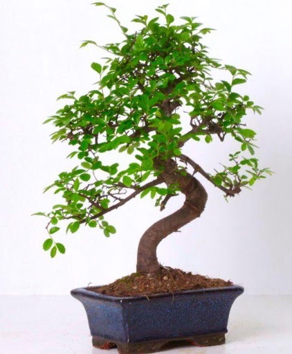 S gvdeli bonsai minyatr aa japon aac  Sakarya cicek , cicekci 