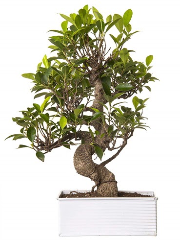 Exotic Green S Gövde 6 Year Ficus Bonsai  Sakarya cicek , cicekci 