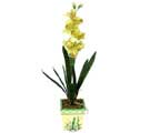 Özel Yapay Orkide Sari  Sakarya çiçek siparişi vermek 