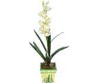 Özel Yapay Orkide Beyaz   Sakarya internetten çiçek siparişi 