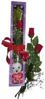  Sakarya online çiçekçi , çiçek siparişi  3 adet canli gül ve oyuncak ayicik