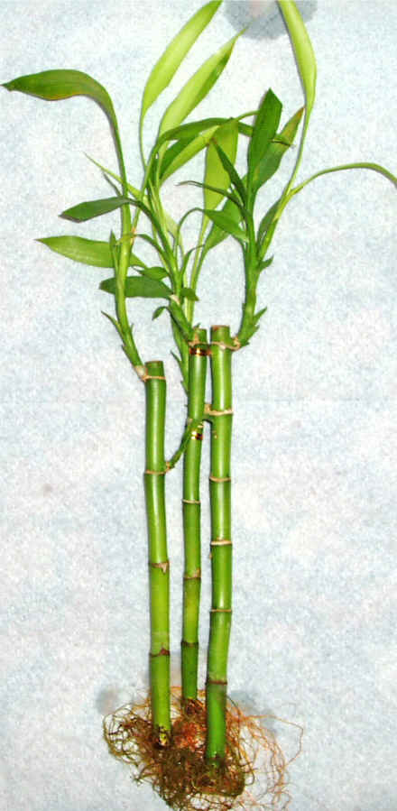 Lucky Bamboo 3 adet vazo hediye edilir   Sakarya iek gnderme sitemiz gvenlidir 