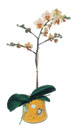  Sakarya İnternetten çiçek siparişi  Phalaenopsis Orkide ithal kalite
