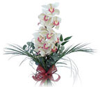  Sakarya kaliteli taze ve ucuz çiçekler  Dal orkide ithal iyi kalite