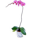  Sakarya çiçek yolla  Orkide ithal kaliteli orkide 