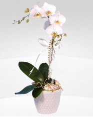 1 dallı orkide saksı çiçeği  Sakarya internetten çiçek siparişi 