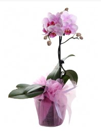 1 dal pembe orkide saksı çiçeği  Sakarya çiçek siparişi sitesi 