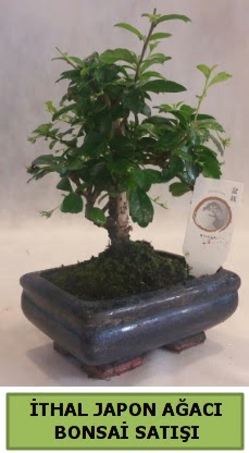 İthal japon ağacı bonsai bitkisi satışı  Sakarya 14 şubat sevgililer günü çiçek 