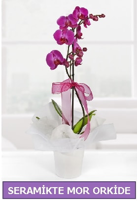 Seramik içerisinde birinci kalite tek dallı mor orkide  Sakarya online çiçek gönderme sipariş 