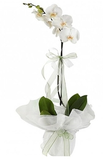 Tekli Beyaz Orkide  Sakarya çiçek servisi , çiçekçi adresleri 