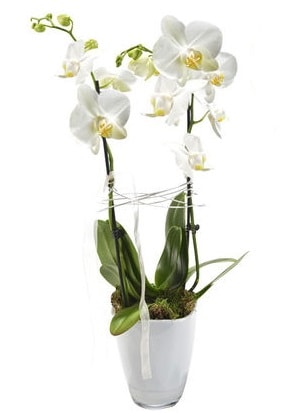 2 dallı beyaz seramik beyaz orkide saksısı  Sakarya cicek , cicekci 