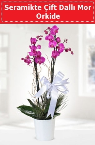 Seramikte Çift Dallı Mor Orkide  Sakarya çiçek satışı 