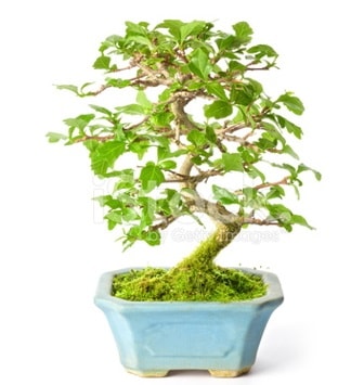 S zerkova bonsai kısa süreliğine  Sakarya online çiçek gönderme sipariş 