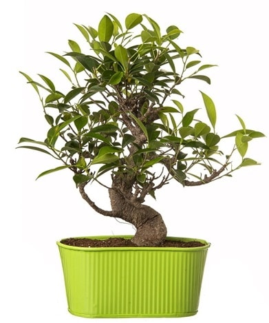 Ficus S gövdeli muhteşem bonsai  Sakarya kaliteli taze ve ucuz çiçekler 
