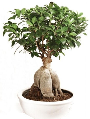 Ginseng bonsai japon ağacı ficus ginseng  Sakarya online çiçek gönderme sipariş 